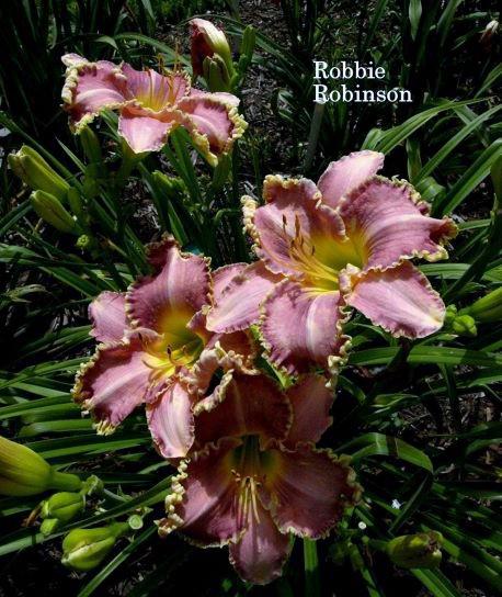 ROBBIE ROB (2) rs